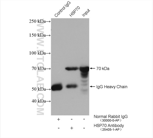 [25405-1-AP-150UL] HSP70 Polyclonal antibody
