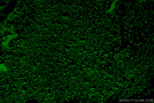 [25415-1-AP-20UL] SOX15 Polyclonal antibody