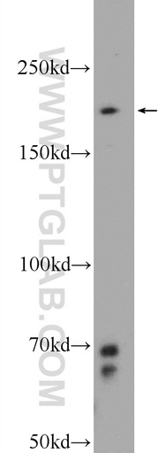 [25429-1-AP-20UL] PPRC1 Polyclonal antibody