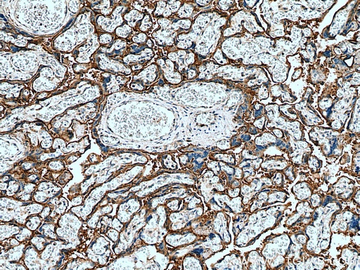 [25435-1-AP-20UL] PLAC8L1 Polyclonal antibody