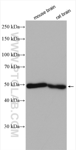 [25437-1-AP-20UL] KCTD16 Polyclonal antibody