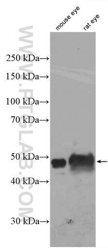 [25438-1-AP-20UL] BFSP2 Polyclonal antibody