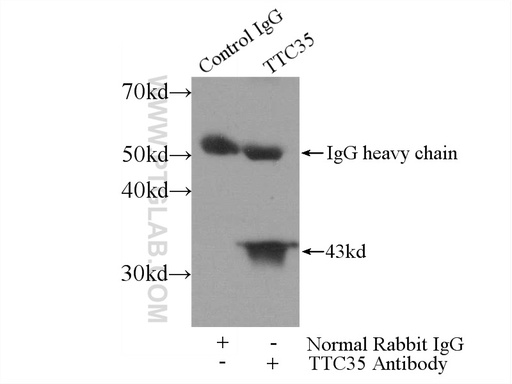 [25443-1-AP-150UL] TTC35 Polyclonal antibody
