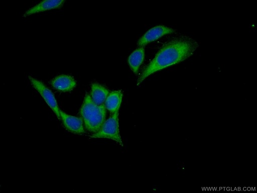[25447-1-AP-150UL] C15orf58 Polyclonal antibody