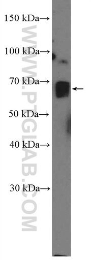 [25476-1-AP-150UL] CRTC3 Polyclonal antibody