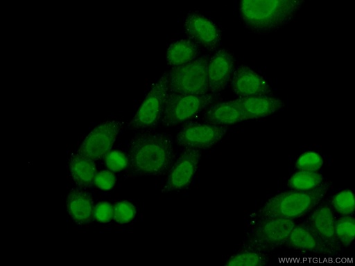 [25504-1-AP-150UL] PSIP1 Polyclonal antibody
