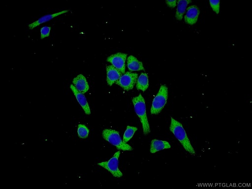 [25510-1-AP-20UL] C3orf38 Polyclonal antibody