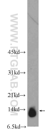 [25514-1-AP-150UL] C19orf70 Polyclonal antibody
