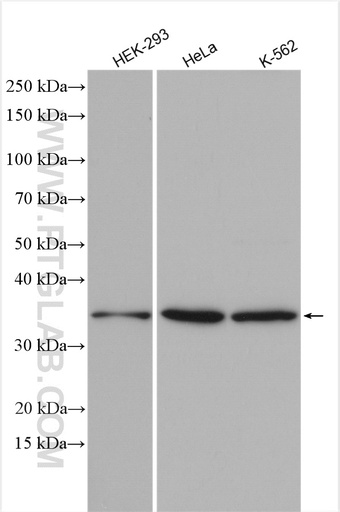 [25525-1-AP-20UL] CHORDC1 Polyclonal antibody