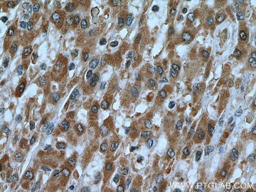 [25529-1-AP-20UL] C7orf26 Polyclonal antibody