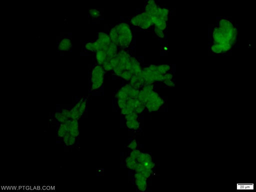 [25544-1-AP-20UL] SCML2 Polyclonal antibody