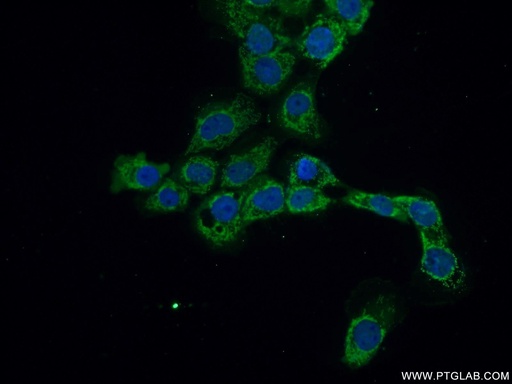 [25553-1-AP-20UL] C1orf156 Polyclonal antibody