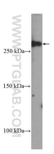 [25569-1-AP-20UL] DOPEY1 Polyclonal antibody