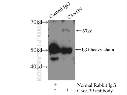 [25575-1-AP-20UL] C3orf39 Polyclonal antibody