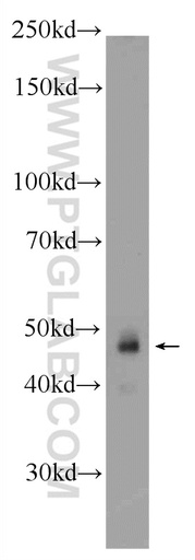 [25588-1-AP-20UL] ZNF785 Polyclonal antibody