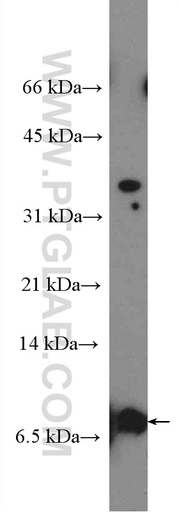 [25607-1-AP-20UL] TOMM5 Polyclonal antibody