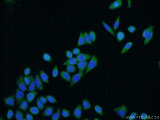 [25612-1-AP-20UL] CEBPZ Polyclonal antibody