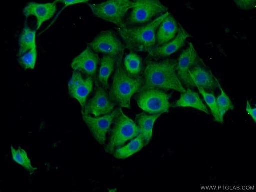 [25622-1-AP-150UL] BHLHE22 Polyclonal antibody