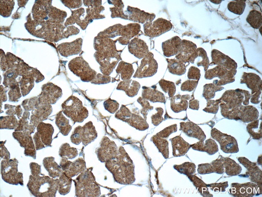 [25630-1-AP-150UL] C9orf61 Polyclonal antibody