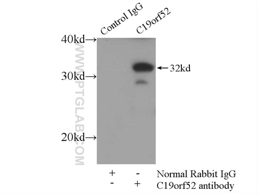 [25652-1-AP-20UL] C19orf52 Polyclonal antibody