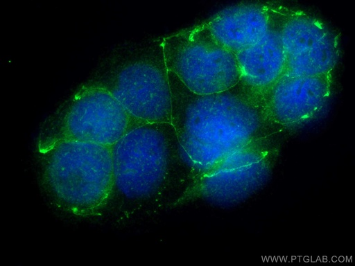 [25667-1-AP-150UL] MARVELD3 Polyclonal antibody
