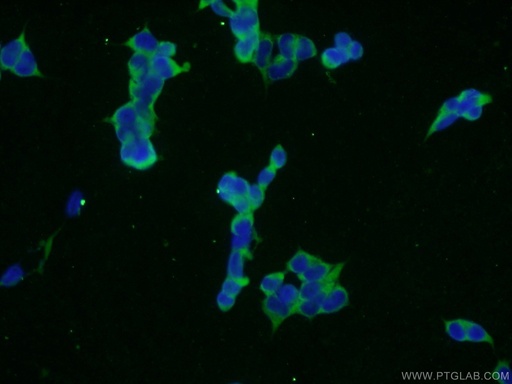 [25684-1-AP-150UL] KIAA0368 Polyclonal antibody