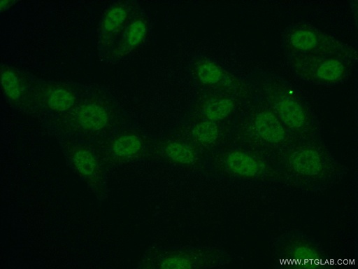 [25689-1-AP-20UL] API5 Polyclonal antibody