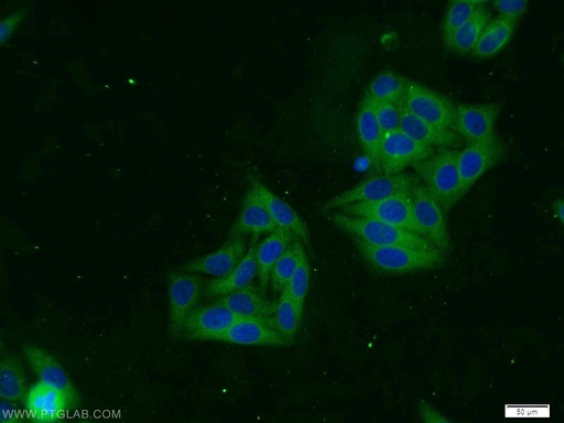 [25697-1-AP-150UL] TACC3 Polyclonal antibody