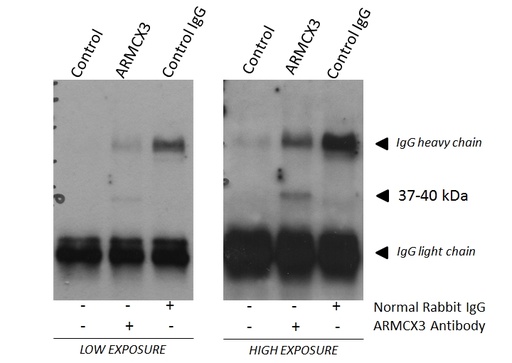 [25705-1-AP-150UL] ARMCX3 Polyclonal antibody