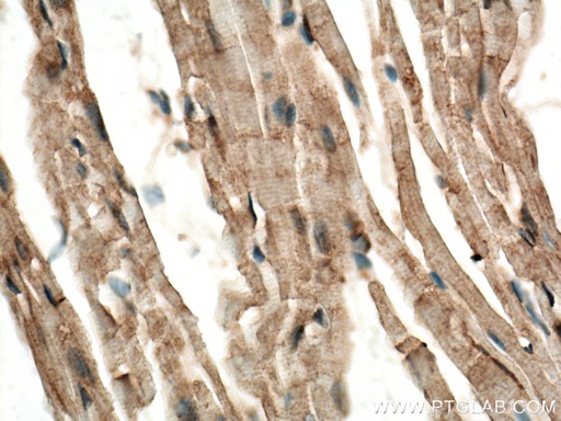 [25731-1-AP-20UL] CERK Polyclonal antibody