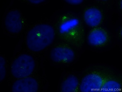 [25735-1-AP-150UL] AZI1 Polyclonal antibody