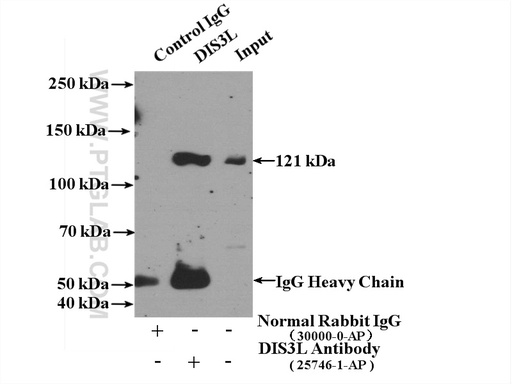 [25746-1-AP-20UL] DIS3L Polyclonal antibody