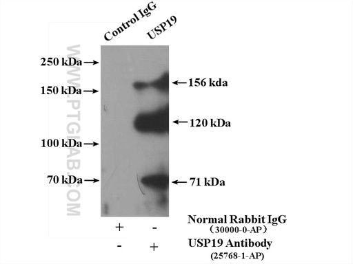 [25768-1-AP-20UL] USP19 Polyclonal antibody
