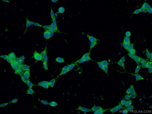 [25769-1-AP-20UL] CCDC88C Polyclonal antibody