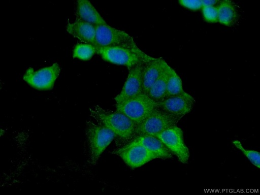 [25776-1-AP-150UL] BCAS1 Polyclonal antibody