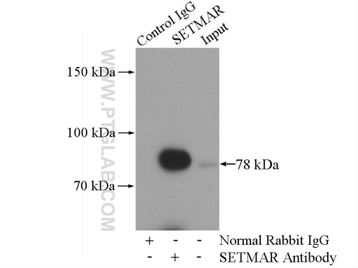[25814-1-AP-150UL] SETMAR Polyclonal antibody
