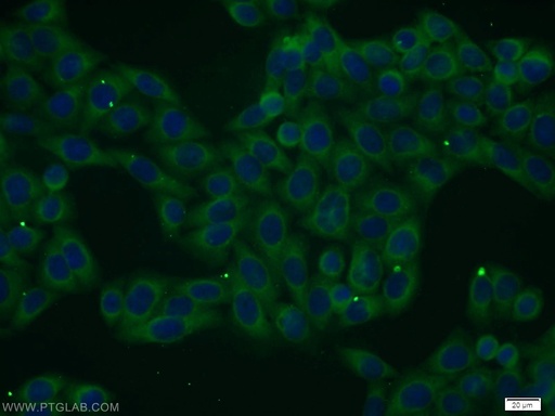 [25816-1-AP-20UL] FAM125A Polyclonal antibody