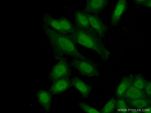 [25832-1-AP-150UL] C21orf45 Polyclonal antibody