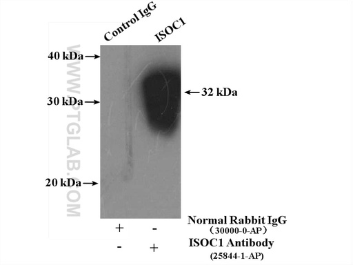 [25844-1-AP-20UL] ISOC1 Polyclonal antibody