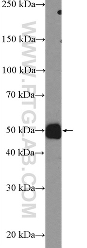 [25846-1-AP-20UL] AVEN Polyclonal antibody