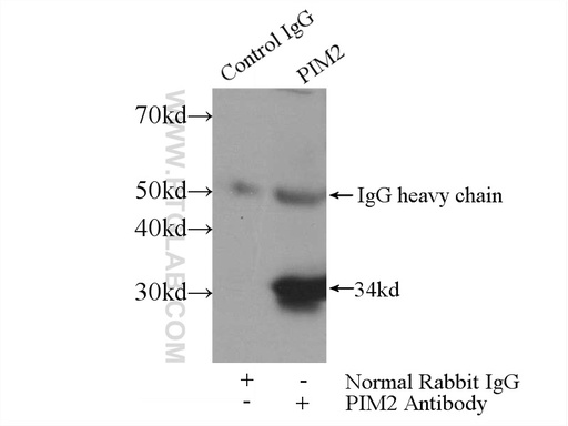 [25865-1-AP-20UL] PIM2 Polyclonal antibody