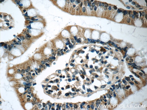 [25885-1-AP-20UL] humanin Polyclonal antibody