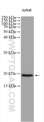 [25914-1-AP-150UL] NUDT15 Polyclonal antibody