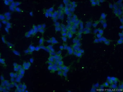 [25964-1-AP-150UL] Icln Polyclonal antibody