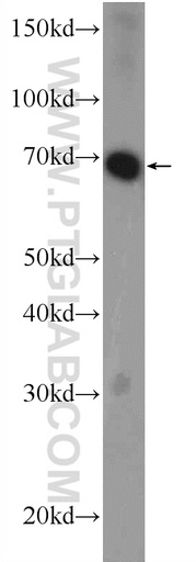 [25970-1-AP-150UL] RCOR3 Polyclonal antibody