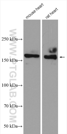 [25977-1-AP-150UL] NRAP Polyclonal antibody