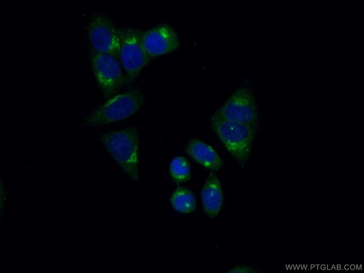 [25987-1-AP-150UL] FAM120C Polyclonal antibody