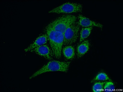 [26006-1-AP-150UL] SLIRP Polyclonal antibody