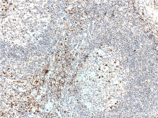 [26021-1-AP-20UL] LRRC32 Polyclonal antibody