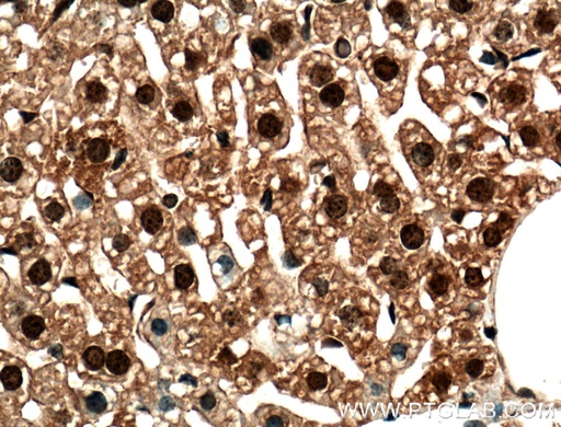 [26033-1-AP-20UL] C2orf37 Polyclonal antibody